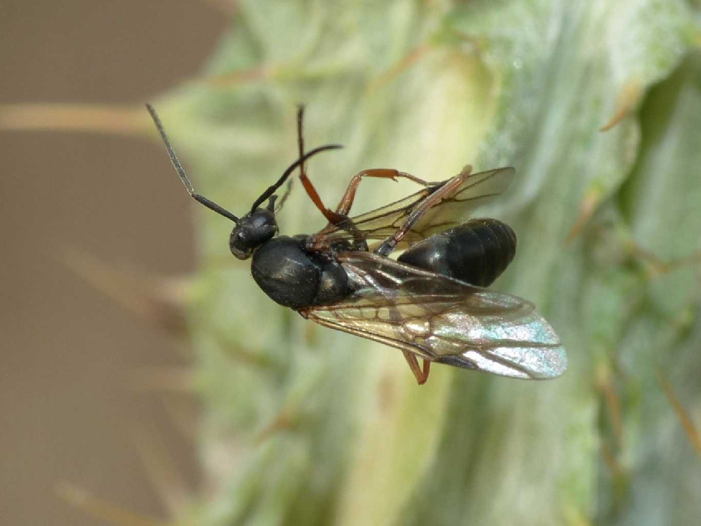 Formica (Serviformica) cfr. cunicularia, maschio